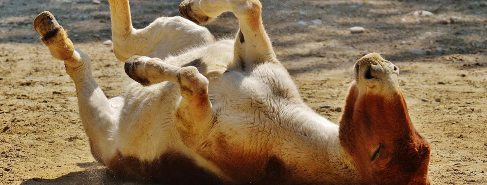 Je ne comprends officiellement PLUS RIEN. Mais alors plus rien du tout