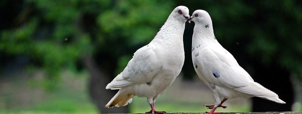 Powell en colombe, marchés en liesse