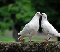 Powell en colombe, marchés en liesse