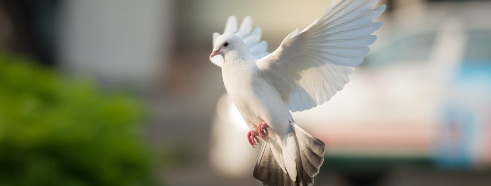 Une cagnotte Leetchi pour Musk et des taux plus bas en décembre (presque) garantis