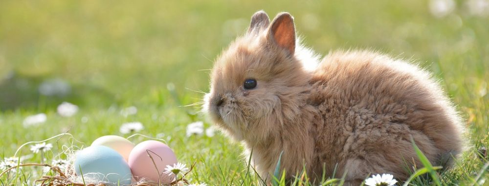 Donald au pays de l’or noir (et du Lapin de Pâques)
