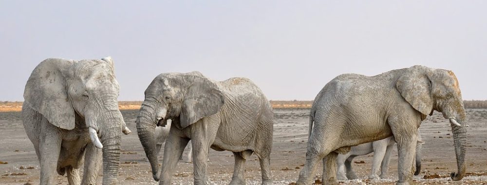 Quand l’expression « rater un éléphant dans un couloir » prend tout son sens