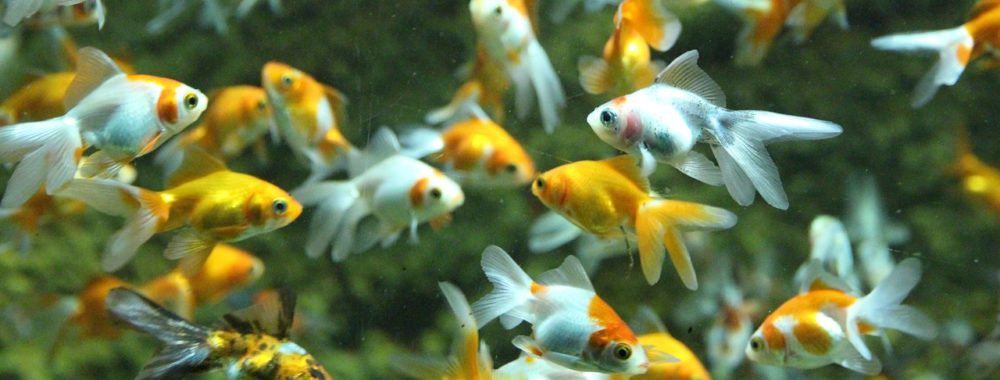 Le poisson rouge opportuniste