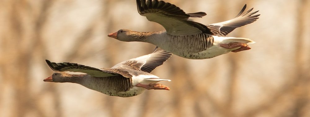 Ô BULL MARKET, suspends ton vol