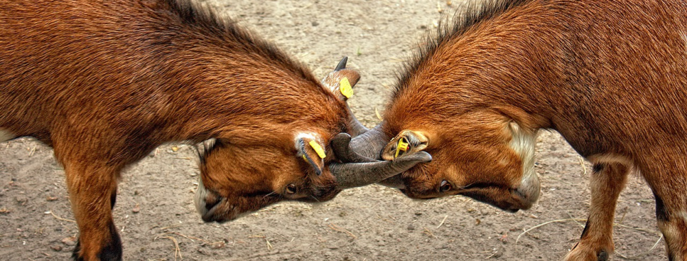 Choisir un camp et revenir pour la saison des krachs