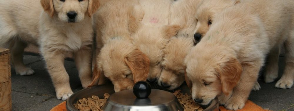 Notre capacité d’attention se rapproche de plus en plus de celle d’un chiot hyperactif