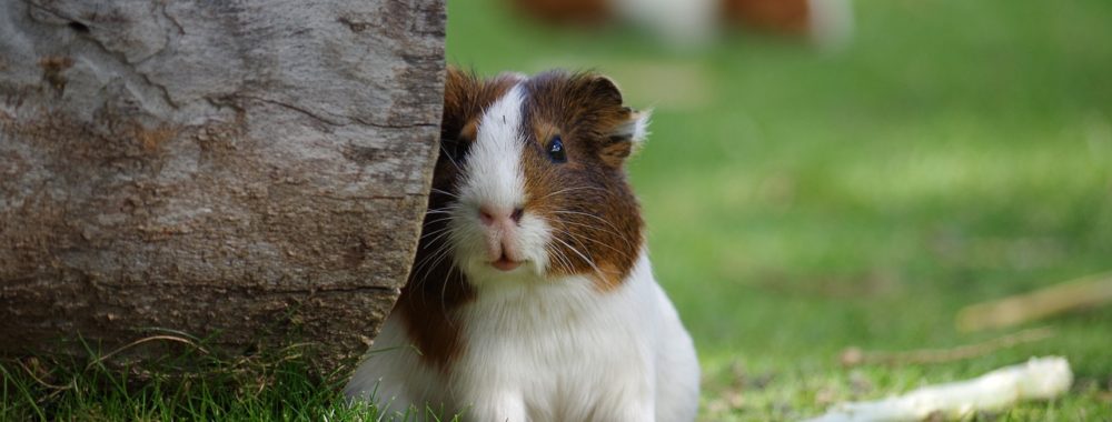 Le retour des poissons rouges et du hamster dans sa cage
