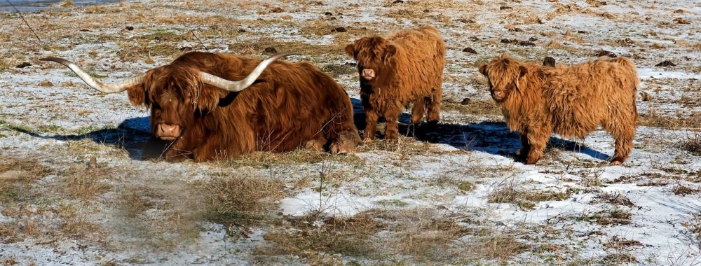 C’est (presque) trop beau pour être vrai
