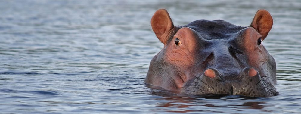 La danse de la victoire de la baisse des taux est encore repoussée…