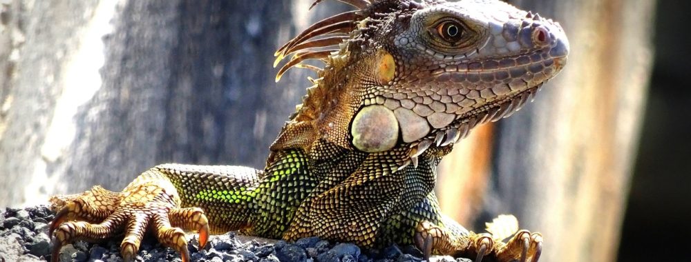 L’inflation, le « Superbowl Indicator » et l’année du Dragon