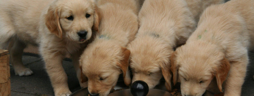 La mémoire d’un poisson rouge et la vision d’un labrador qui veut ses croquettes