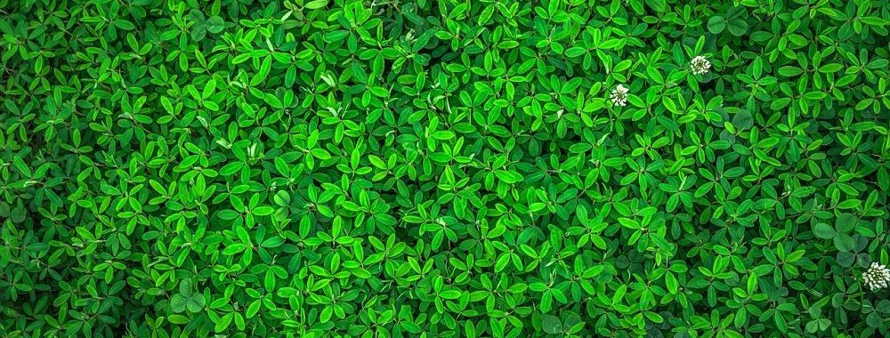 Le vert couleur d’espoir: quatre secteurs en évolution et en croissance pendant la crise