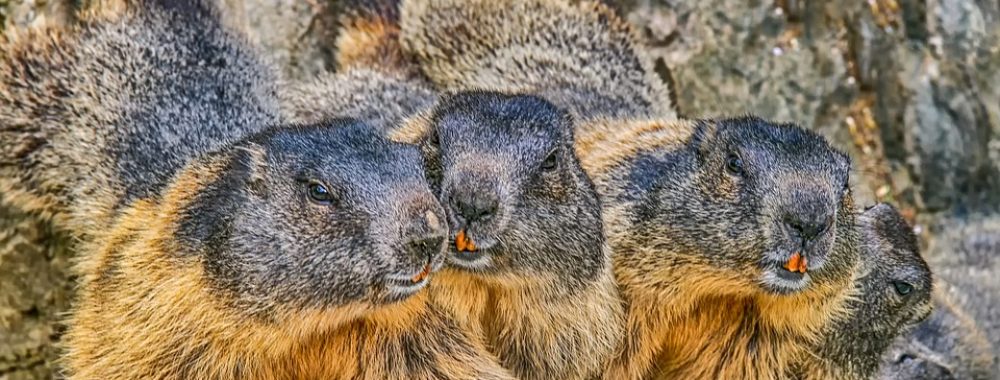 Le jour de la marmotte made in COVID