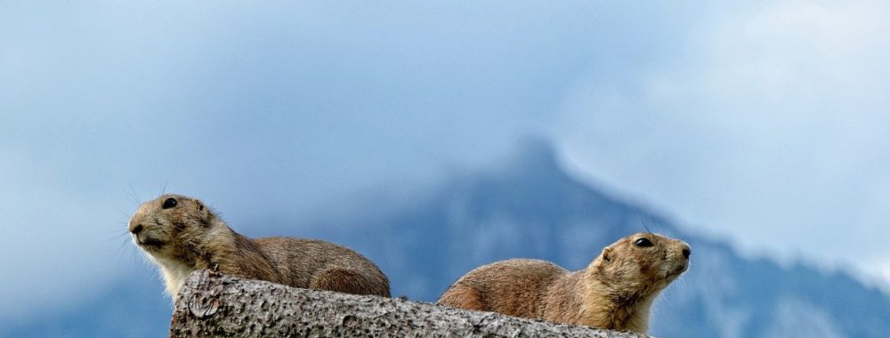 Et puis la marmotte, elle met le chocolat dans le papier d’alu…