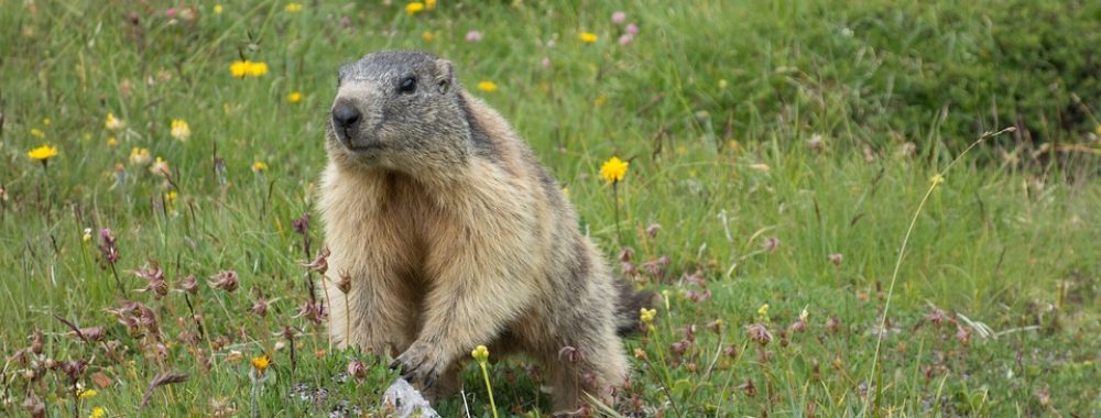 Krach à la hausse sur du vent, du conditionnel et des marmottes