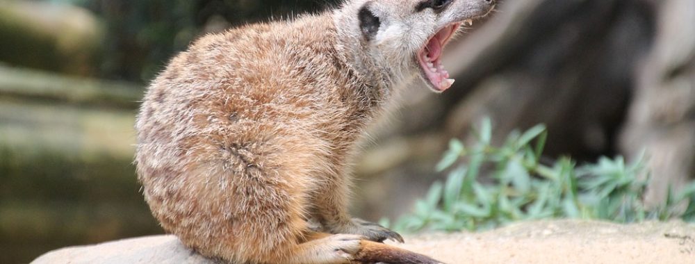 Ces journées qui ne servent à rien