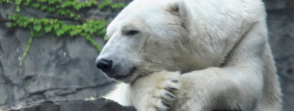 Les bears n’ont plus qu’à prendre du prozac