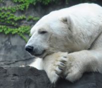 Les bears n’ont plus qu’à prendre du prozac