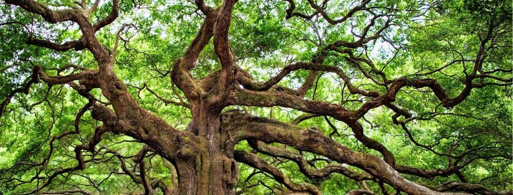 L’arbre des «Sept Magnifiques» américaines ne cache-t-il pas la forêt du reste du monde?
