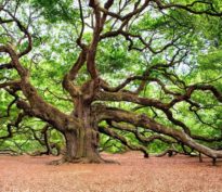 L’arbre des «Sept Magnifiques» américaines ne cache-t-il pas la forêt du reste du monde?