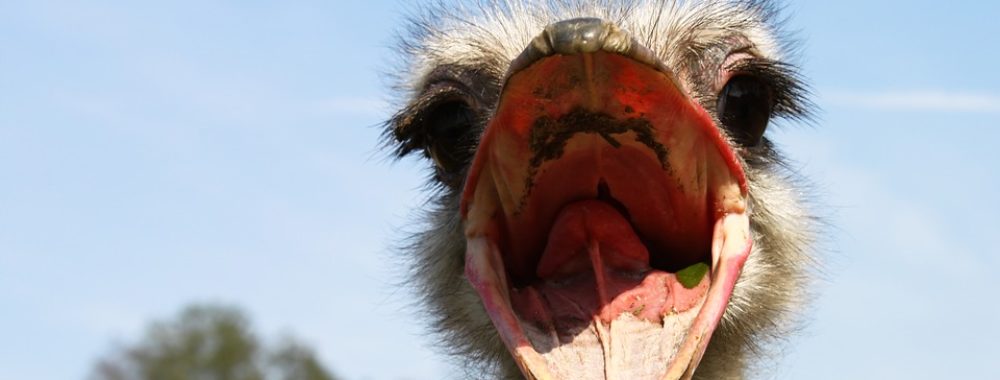 Insatisfaction perpétuelle saupoudrée d’angoisse de fin du monde