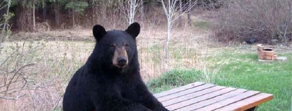 L’art d’accommoder les restes et de réchauffer le repas de la veille