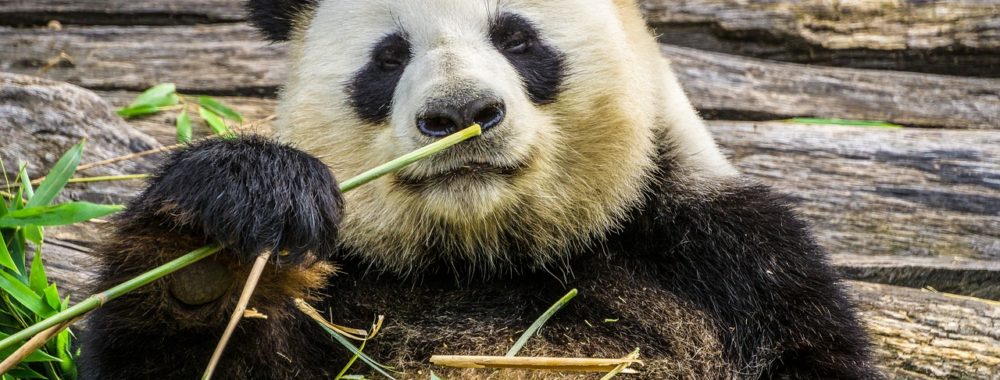 Le consommateur s’effondre, la Chine prend le relai