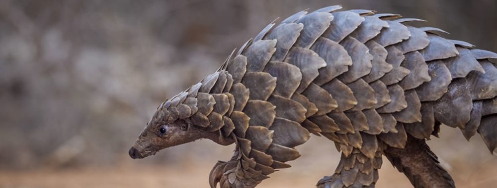Le blues du pangolin