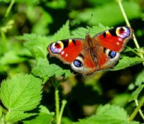 Les papillons fleurissent depuis la hausse des taux et ils sont de couleur rouge !