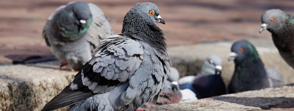 Entre le faucon et la colombe, leçon d’ornithologie avant demain