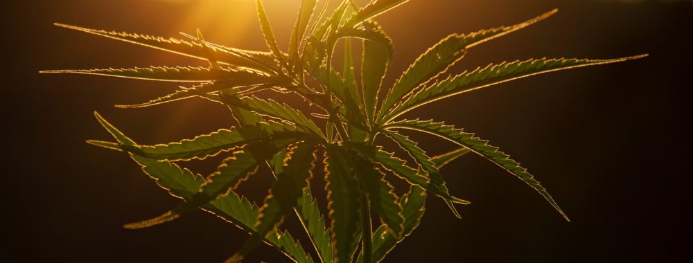Une révolution dans le cannabis (et dans le financement)