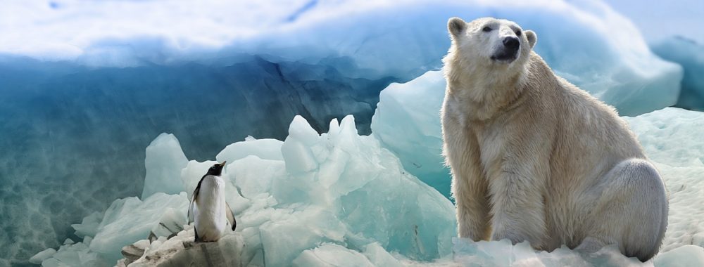 La fin de l’hiver approche, les ours ont fini leur hibernation
