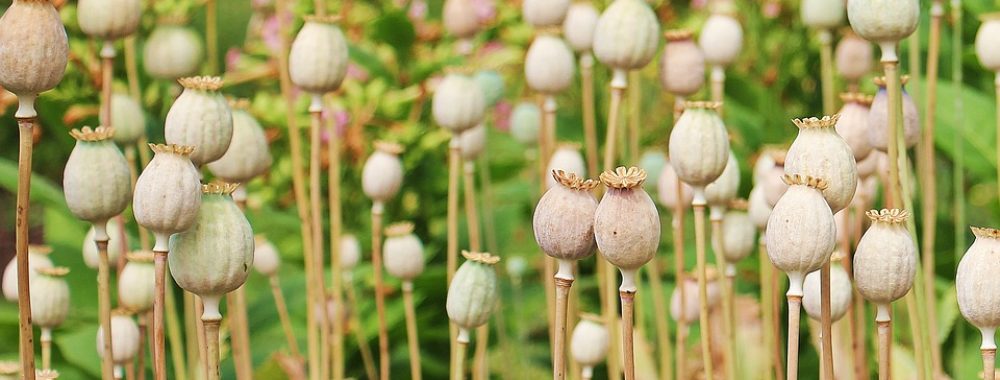 La pilule magique du déconfinement fait oublier TOUT le reste