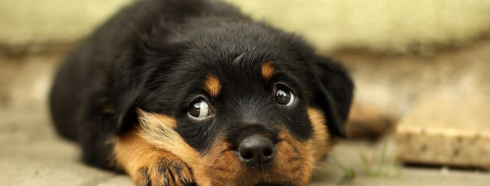 Surtout ne pas prendre de risques avant ce soir