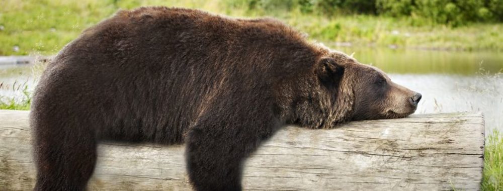 Temps mort et la chasse aux ours est ouverte