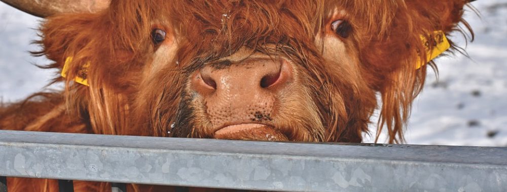 Massage détente et relaxation pour le Bull de Wall Street