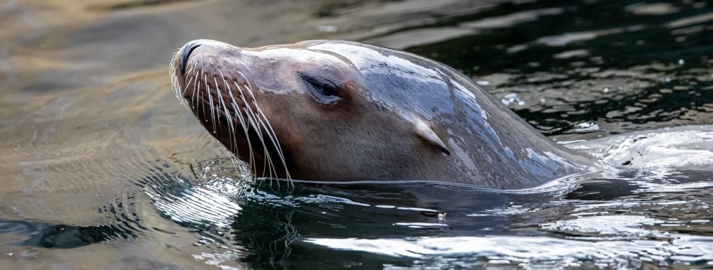 Une semaine pour voir si l’économie américaine sait encore nager