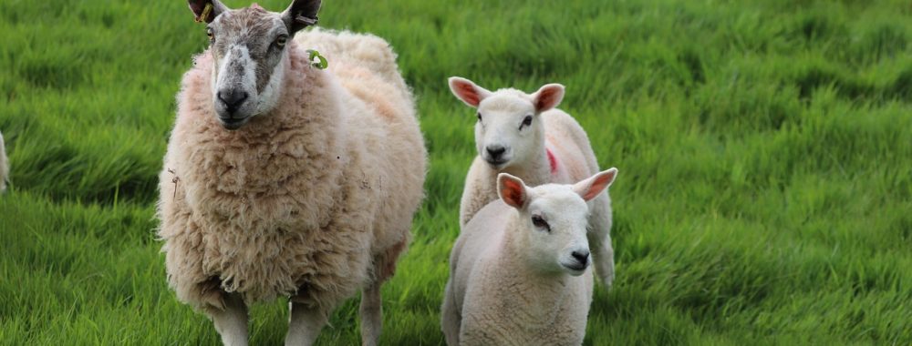 Et si la FED ne baissait pas les taux en novembre ?
