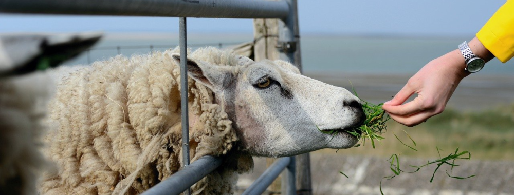 Le poids des mots et le poids des mots