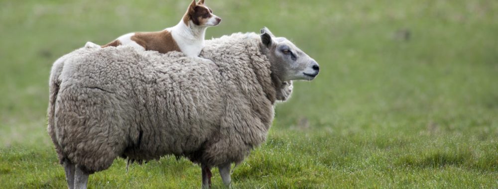 Une journée sans Trump est une journée perdue