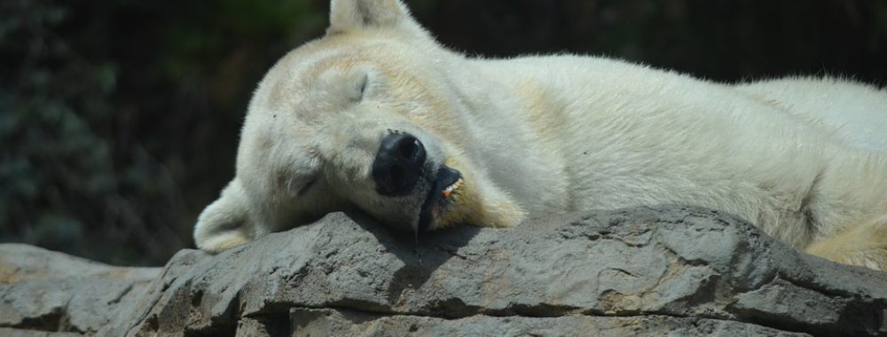 C’est officiel, tous les Bears ont été contaminé par le Coronavirus