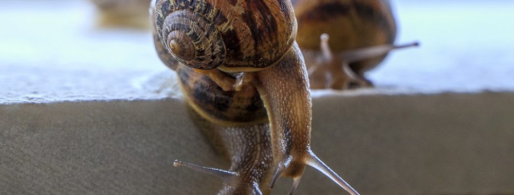 «Aussi vite que possible, mais aussi lentement que nécessaire» – Alain Berset, visionnaire