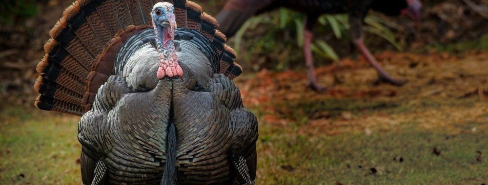 La semaine de la dinde et de l’inflation