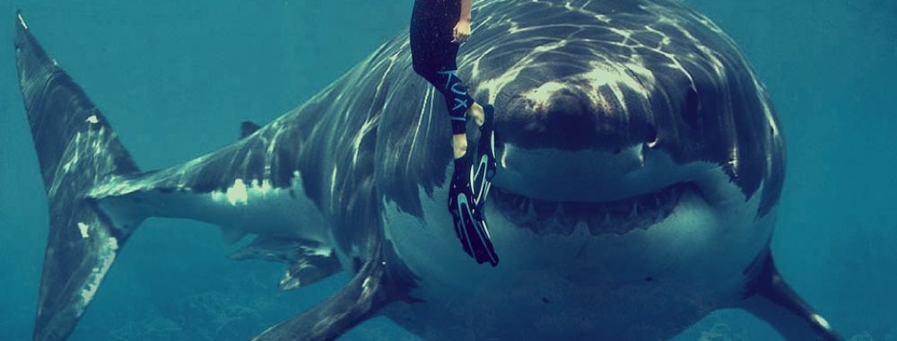 Peur primale sur la courbe des taux