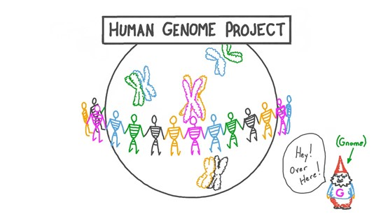 human genome project